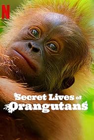 Secret Lives of Orangutans 2024 Hindi Dubbed English 480p 720p 1080p FilmyFly